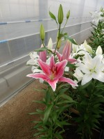 [4260 Ravenna EVR No01.JPG]